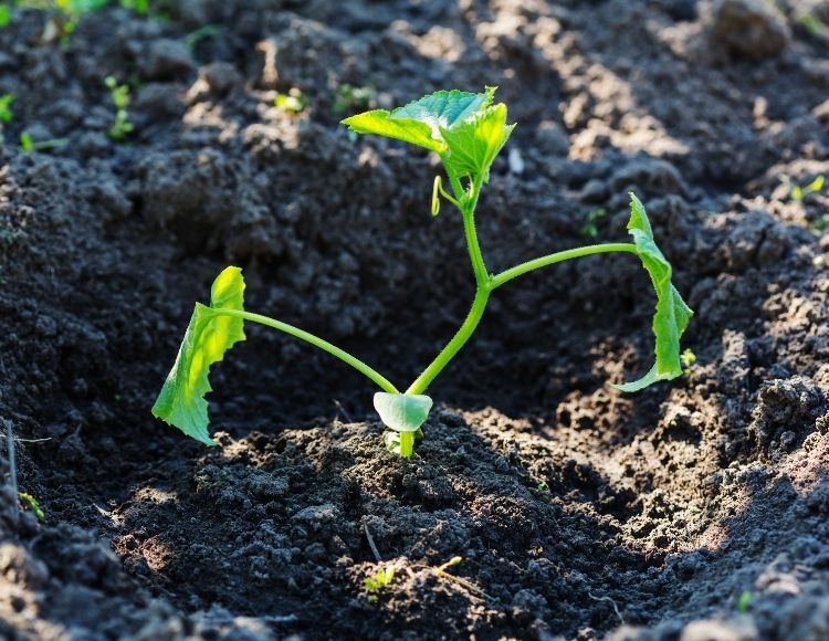 Bitki Besleme Programı Oluşturma