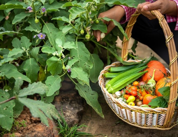 Organik Tarıma Geçiş İçin Teknik Danışmanlık