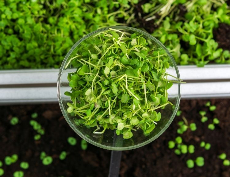 Mikro Element Analizi ve Ürün Tavsiyesi